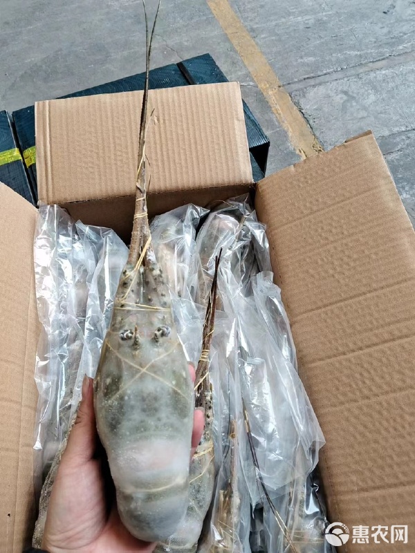 高質小青龍水產品批發的市場機遇與運營策略