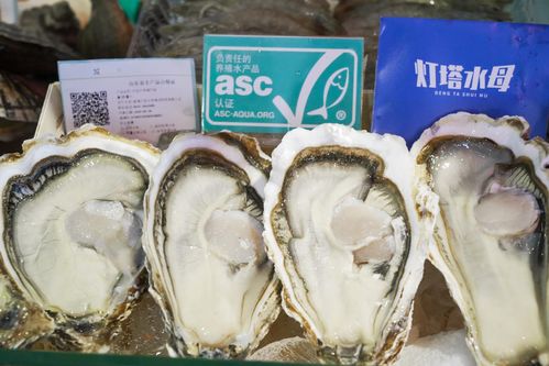 燈塔水母生蠔采購指南 品質、優勢與批發注意事項