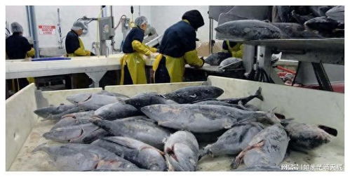 日本漁業政策轉向 緊急調整出口策略，水產品批發市場面臨重構