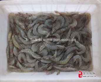 品江鮮，選集安——天天活海鮮與鴨綠江特產淡水魚批發及農副產品銷售指南